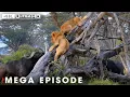 Lion vs Buffalo: World's Deadliest of Lion(MEGA EPISODE) | Nature Animal Documentary