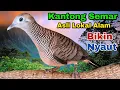 Download Lagu Suara Burung Perkutut Kantong Semar Asli Lokal Alam