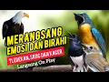 Lagu TERBUKTI AMPUH, MERANGSANG EMOSI TLEDEKAN GUNUNG, SRDC DAN KACER