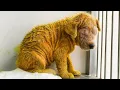 Download Lagu From a dying puppy left blind and broken, Merit rose with love into joy, health, and new life!