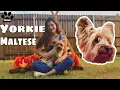 Yorkshire Terrier vs silky terrier difference - Meet Lexi