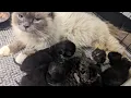 Springfield shelters overrun with kittens