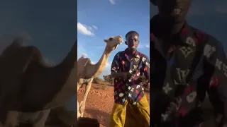 Geel Iyo Dhaanto Qaabka Jilinka Iga Gadan 