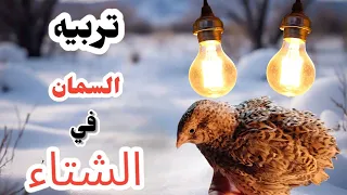 تربية السمان في الشتاء 