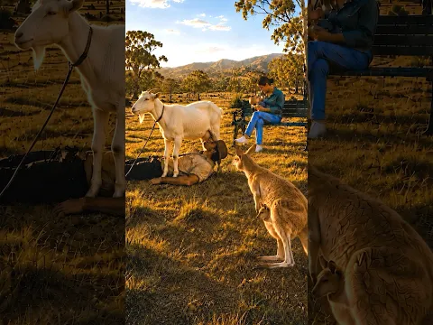 The kangaroo’s reaction says it all 🦘