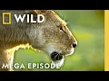 Download Lagu Queens: Animal Kingdom Royalty | MEGA EPISODE | Nat Geo Animals