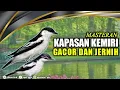 Download Lagu KAPASAN KEMIRI GACOR | MASTERAN BURUNG KICAU