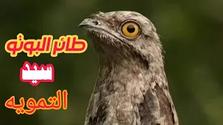  طائر البوتو شبح الغابة  الذي يخدع العين و يتموه باغصان الأشجار الميتة رحلة مع أغرب طائر في العالم دندنها