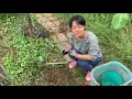 [國防醫學院螢火蟲復育]1091127 醫澤園植被管理-草生栽培-穗花木藍
