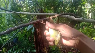 mikat burung dengan gonta ganti suara pikat