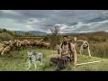 Download Lagu TÜRKİYE`DE BİR İLKİ DENEDİK ~SÜRÜYÜ KURDA EMANET ETTİK (WOLF ATTACK)