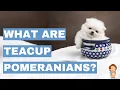Are Teacup Pomeranians Real