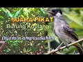 Lagu SUARA PIKAT KUTILANG DIJAMIN AMPUHH..... Anti zonnk