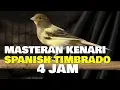Download Lagu 4 JAM MASTERAN KENARI SPANISH TIMBRADO [ CANARY SONG TRAINING ]