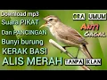 download suara pikat dan pancingan bunyi burung kerak basi alis hitam anti gagal