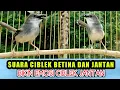 Download Lagu Suara ciblek betina Dan ciblek jantan AMPUH buat pancingan ciblek agar cepat bunyi|| ciblek gacor