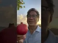 The Powerful Health Benefits of Pomegranates Dr William Li