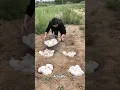 Download Lagu How china uses rabbits to turn desert green! 🐇🏜️