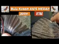 Download Lagu Bulu KUSAM pada Anis Merah Jantan Dan Betina ,tips akurat dlm membedakan jenis kelamin