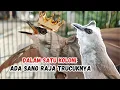 Download Lagu PEMULA WAJIB TAHU! FAKTA BURUNG TRUCUKAN YANG GACOR ROPEL DI KOLONI ALAM LIAR MP3