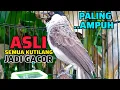Download Lagu PANCINGAN KUTILANG GACOR ISIAN SUARA BERSIH AMPUH UNTUK PIKAT \u0026 MASTERAN KUTILANG LAIN