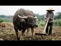 Download Lagu Cows Play An Important Role In Farming For Rural Families!