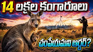 కంగారులకు ఆస్ట్రేలియాలో ఉరిశిక్ష, ఎందుకు చంపేస్తోంది? Why is Australia KILLING its National Animal ?