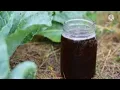 5 Best Organic Nitrogen Sources for your plants