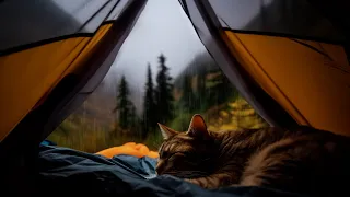 استمتع بالنوم بهدوء مع القطة المهدئة والمطر اللطيف في خيمة مريحة 