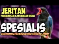 Download Lagu SPESIALIS PEDAS!!! MATERI JERITAN PEDAS BIKIN SAKIT KUPING LAWAN KICAU | MASTERAN BURUNG LOMBA KICAU