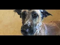 Dog Gone Seattle - Emaciated GSD GG rescued with EPI