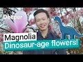 Download Lagu Magnolia: Dinosaurus - oude bloemen! | Dig Deeper Aflevering 5 | Kew