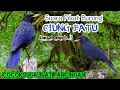 Download Lagu Suara Pikat Burung Ciung Batu. Cocok Juga Buat Pancingan. Sangat Joss.