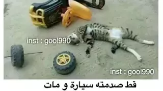 موال القط 