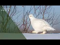 Download Lagu Survival Secrets of the Willow Grouse in the Arctic (Animal Documentary)