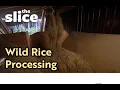 Processing Wild Rice