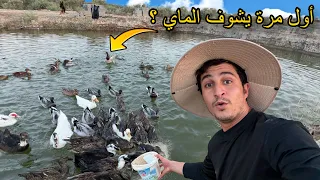 أخذت البط إلى البحيرة لأول مرة.. رد فعلهم عجيب! 🦆😧