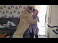 Download Lagu Kangal Greets His Owner