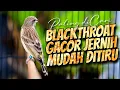 Lagu BLACKTHROAT GACOR SUARA JERNIH MUDAH MASUK buat MASTERAN KENARI PAUD BAHAN GANTANGAN