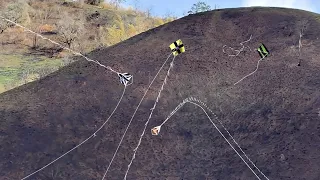 Festival De Pipa no Morro da Glória com Muita Raia Flechinha