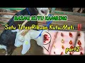Download Lagu Cara cepat mengobati kutu kambing||Satu tetes ribuan kutu mati