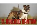 THE BULLDOG BANTAM IN SPANISH