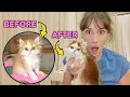 MY CAT IS CHANGING COLOR