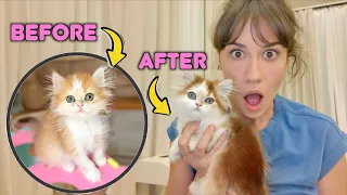 MY CAT IS CHANGING COLOR