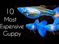 10 Most EXOTIC Beautiful Guppy Ever in 2021🏅🔥| Beautiful Guppy |Fish keeping tips|
