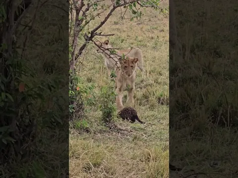 Lions cubs curiously chasing and playing with a banded mongoose