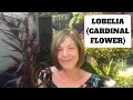 Download Lagu Lobelia Queen Victoria // Cardinal Flower