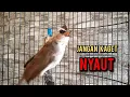 Download Lagu trucukan gacor TARUNG ROPEL PANJANG pancingan trucukan agar bunyi jadikan burung trucuk gacor NYAUT