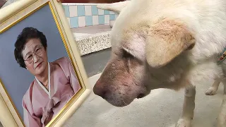 Dog Cries Along The Street Where He Used To Walk With His Grandma