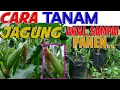 Download Lagu TERBUKTI. CARA TANAM JAGUNG DARI AWAL HINGGA PANEN. HANYA DI POLYBAG